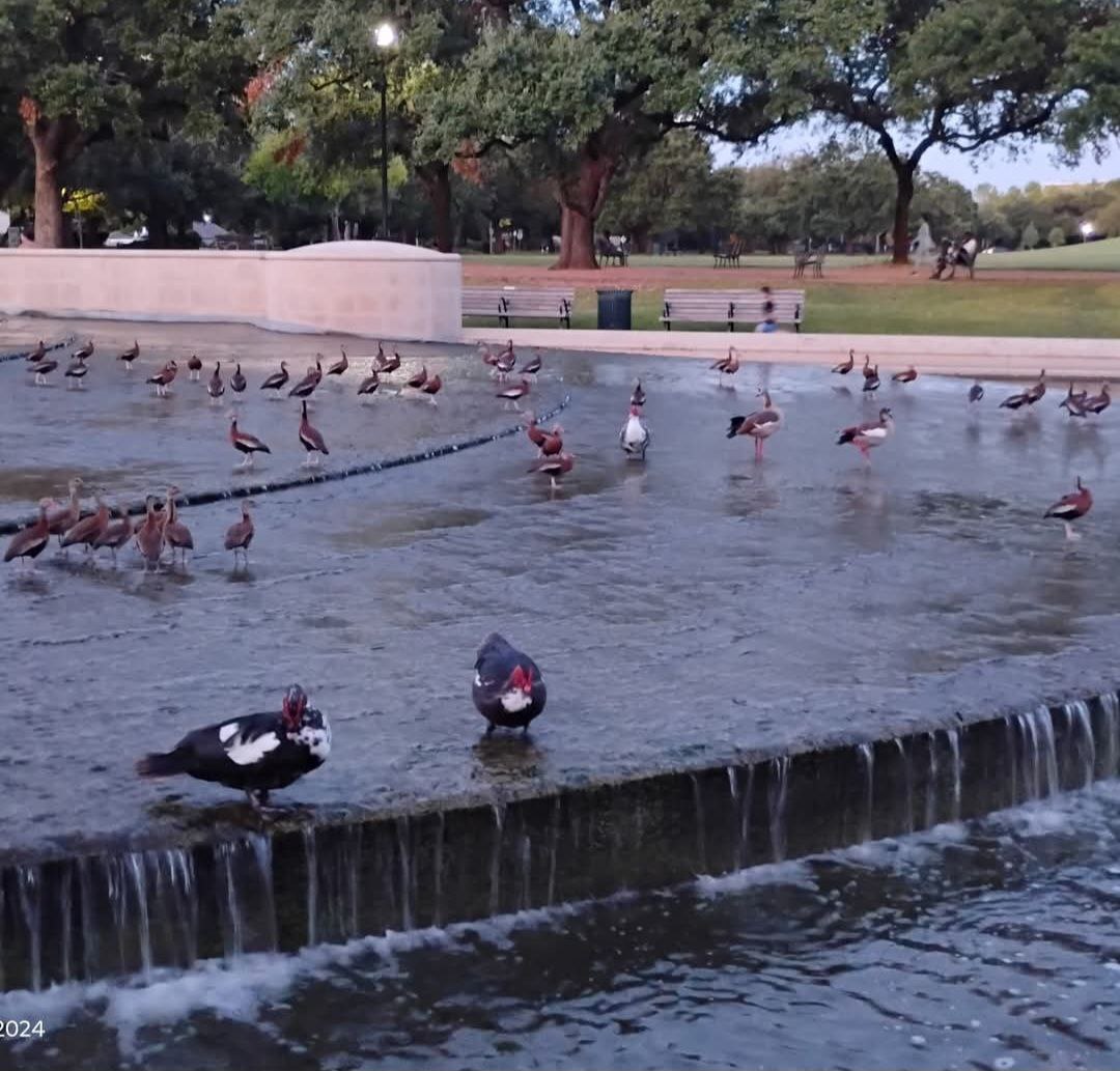 meeting in the park